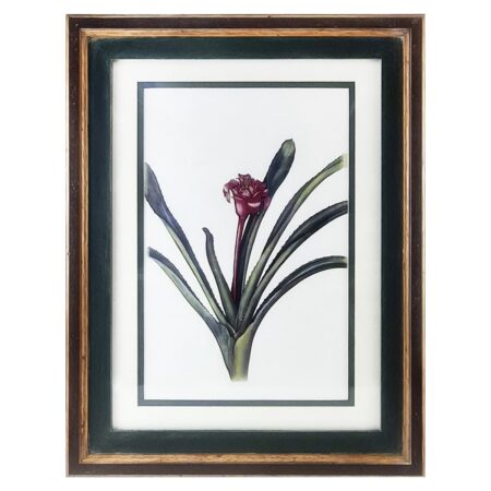 Quadro Gravura Botânica - Coleção Bromélias 5/6